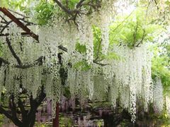 -嘉定紫藤园