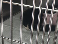 -宠福鑫康馨动物医院·骨科·眼科