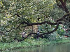 -上海共青森林公园