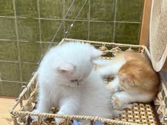 -帕帕拉兹宠物(亚洲旗舰店)