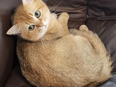 -猫咪咖啡·猫咖(万达广场店)