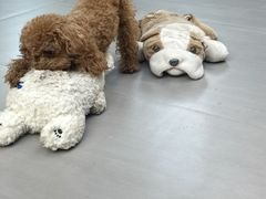 -宠福鑫康馨动物医院·骨科·眼科