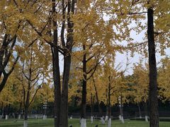 -重庆市江北嘴中央商务区中央公园