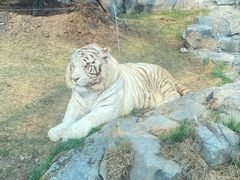 -北京野生动物园