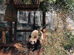 -泉州海丝野生动物世界