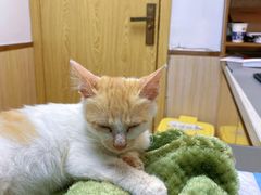 -宠颐生宠物医院·心肾内科·猫专科诊疗中心宠巢店