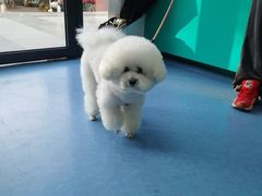 -博特宠物医院24h犬猫全科.骨科·异宠