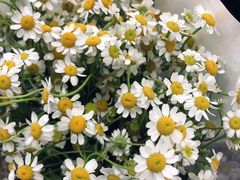 -循礼门鲜花花市(武汉循礼门店)