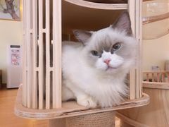 -猫和宫(六道口店)