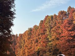 -上海海湾国家森林公园