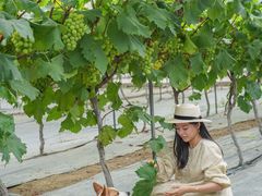 -金谷域澳洲庄园