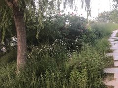 -淇河金沙滩