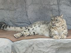 -青藏高原野生动物园