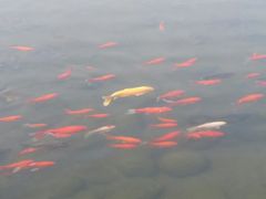 -白马涧龙池景区