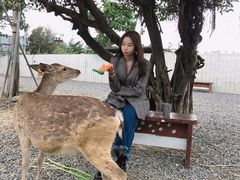 -鹿境梅花鹿生态园区