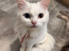 -楼上猫咖(罗湖店)