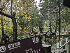 -都江堰中华大熊猫苑