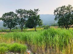 -紫云台香草园