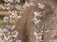 -顾村公园