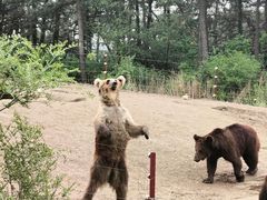 -沈阳森林动物园