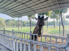 -常州淹城野生动物世界