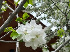 -Tangled Tree Tavern 老藤树食栈