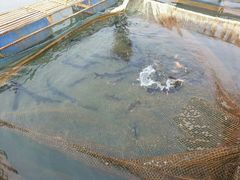 河源万绿湖河鱼基地-合和美食馆