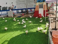 -广东花都香草世界旅游度假区