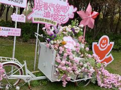 -顾村公园