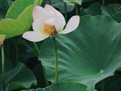 -梁鸿国家湿地公园