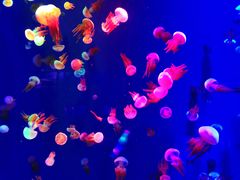 -成都浩海立方海洋公园