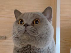 -Bastet sally猫舍购宠(静安店)