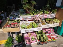 -溪岸路花鸟市场