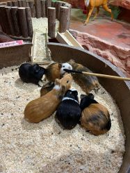 -Zoolung Zoolung动物主题公园(海信广场店)