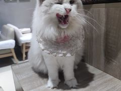 -藏猫猫咖啡主题馆(中央大道店)