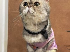 -楼上猫咖(罗湖店)