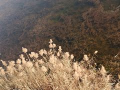 -白鹭湾湿地公园