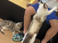 -爪爪喵星球·猫舍(卓悦中心店)