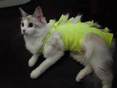 -伟伟宠物医院·CT影像中心·瑞派犬猫综合性门诊(汉口总院)