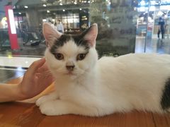 -猫小院猫主题餐厅(三里屯店)