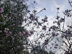 -金鸡湖桃花岛