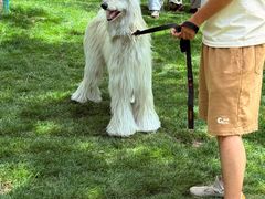 -爪吧宠物乐园 (温榆河示范区店)