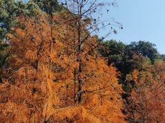-番禺大夫山森林公园