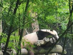 -都江堰中华大熊猫苑