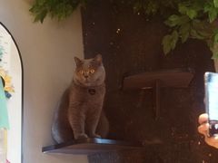 -啵啵喵·猫咖(攀华国际店)
