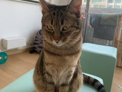 -猫在这儿猫咪咖啡馆·撸猫馆