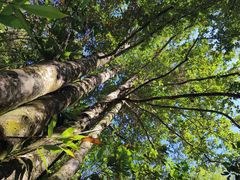 -九龙江国家森林公园