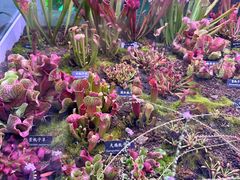 -中国科学院西双版纳热带植物园