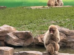 -合肥野生动物园