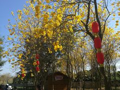 -天适樱花悠乐园